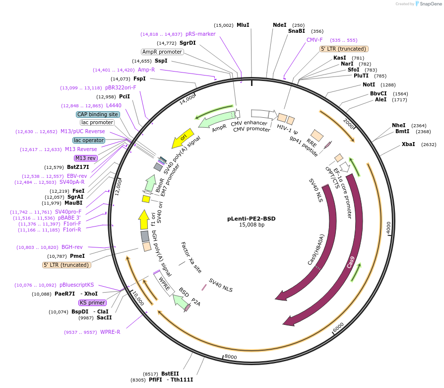 161514-plasmid-map-sequence-id-317692