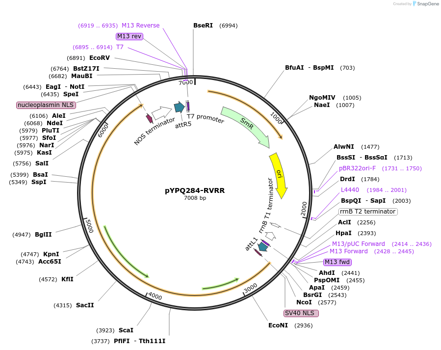 160327-plasmid-map-sequence-id-317695