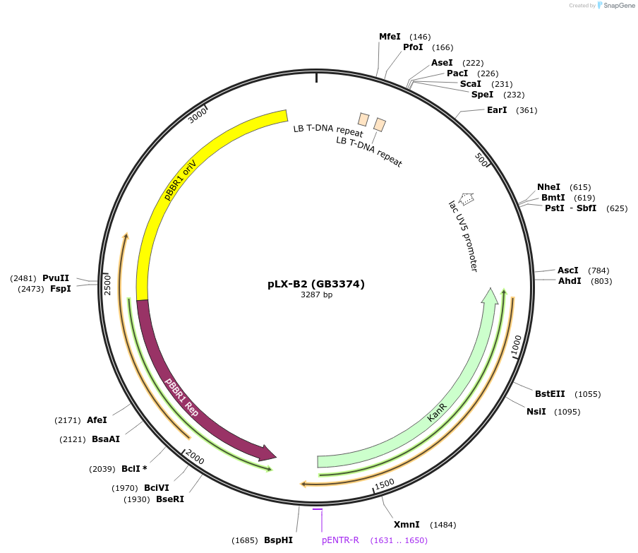 160636-plasmid-map-sequence-id-317697