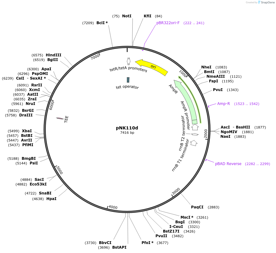 156321-plasmid-map-sequence-id-317699
