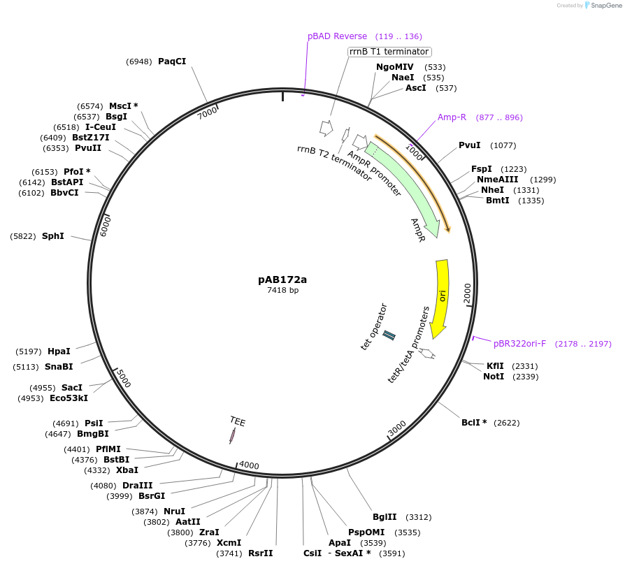 156324-plasmid-map-sequence-id-317703
