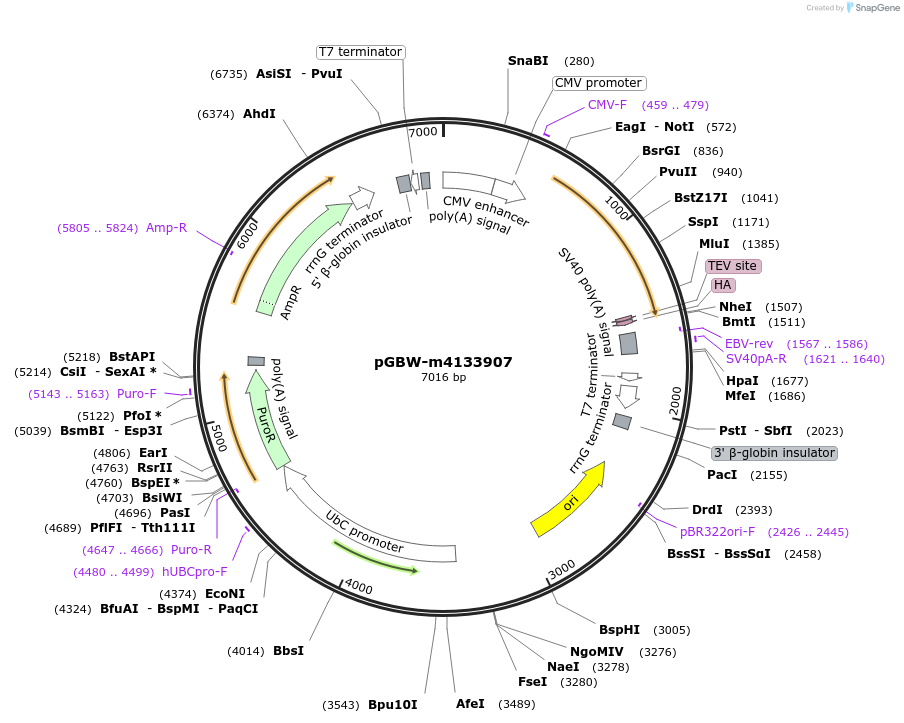 152492-plasmid-map-sequence-id-317727