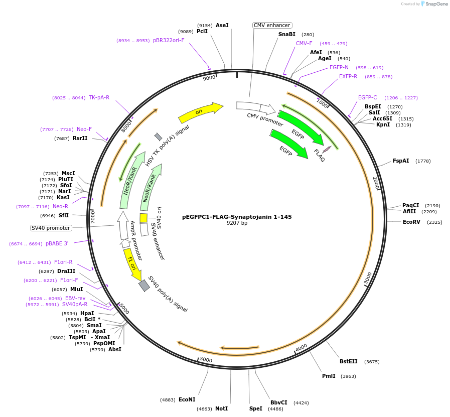 22293-plasmid-map-sequence-id-317733