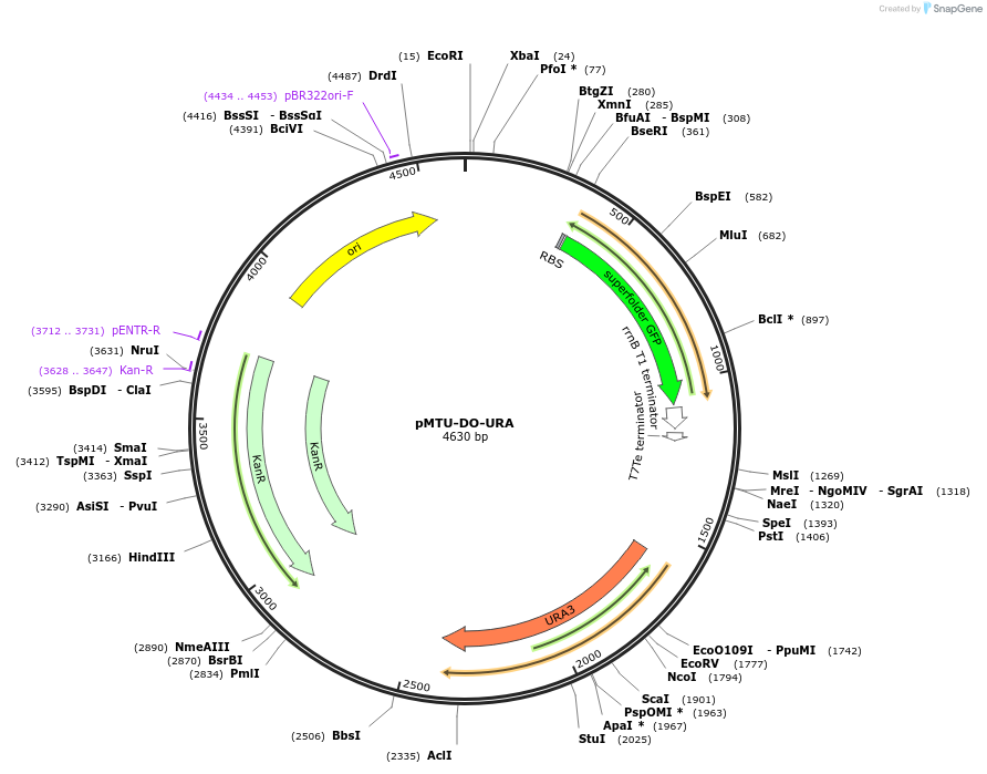 160004-plasmid-map-sequence-id-317736
