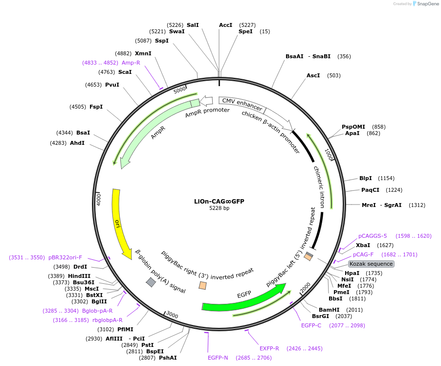 154015-plasmid-map-sequence-id-317737