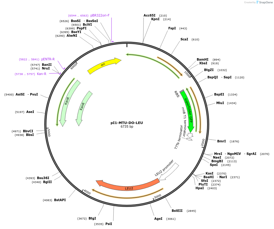 160013-plasmid-map-sequence-id-317739