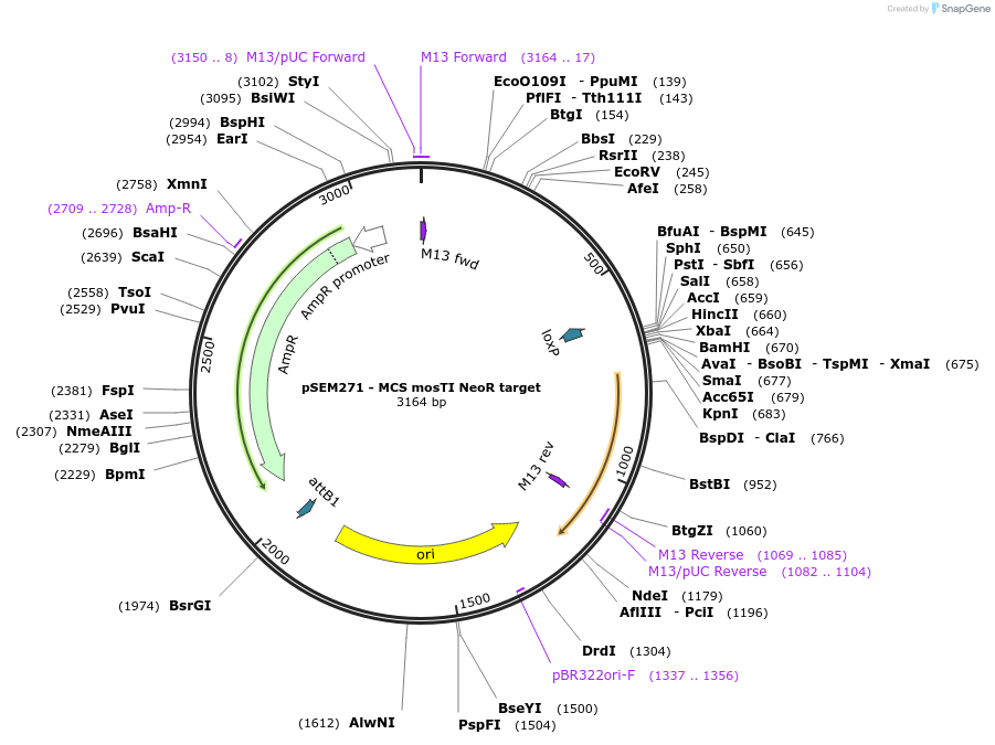 159830-plasmid-map-sequence-id-317748