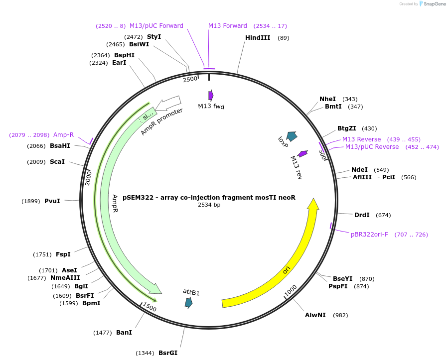 159832-plasmid-map-sequence-id-317755