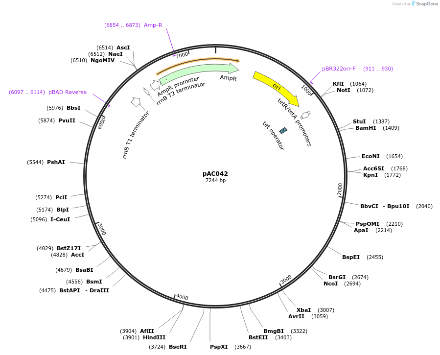 156344-plasmid-map-sequence-id-317758