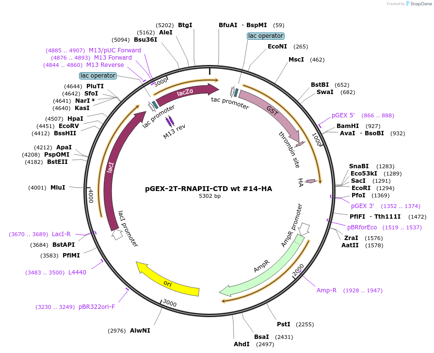 160688-plasmid-map-sequence-id-317773