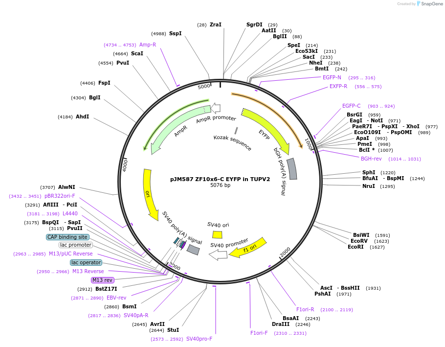 161530-plasmid-map-sequence-id-317774