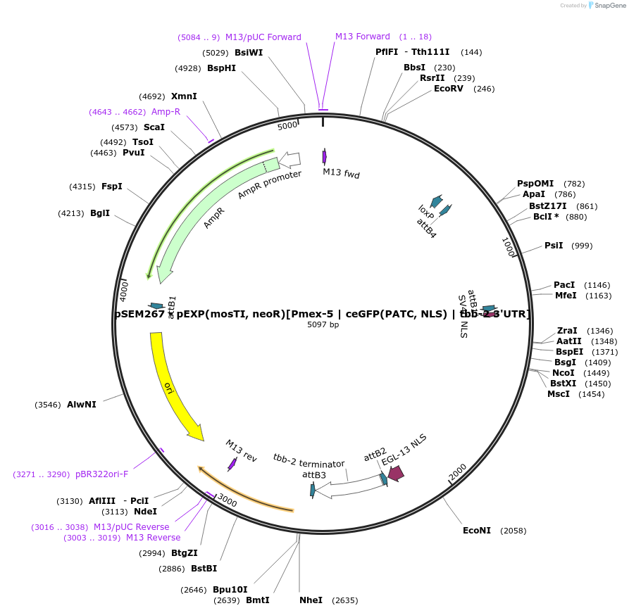 159833-plasmid-map-sequence-id-317776