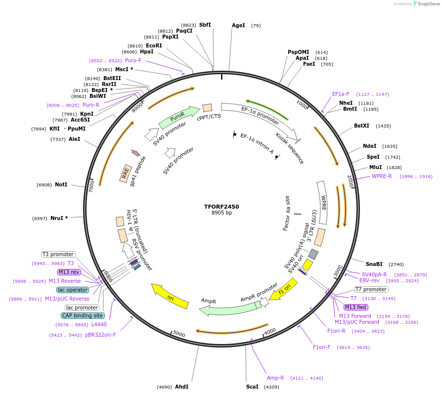 142427-plasmid-map-sequence-id-317781