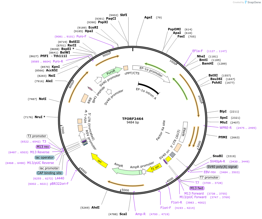 142430-plasmid-map-sequence-id-317783