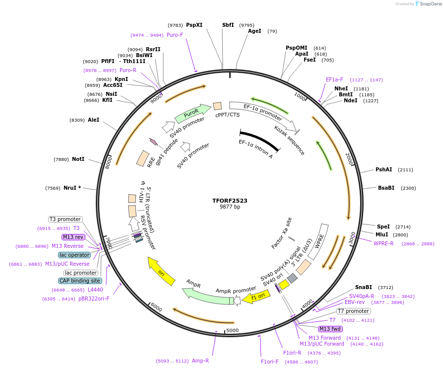 142523-plasmid-map-sequence-id-317784