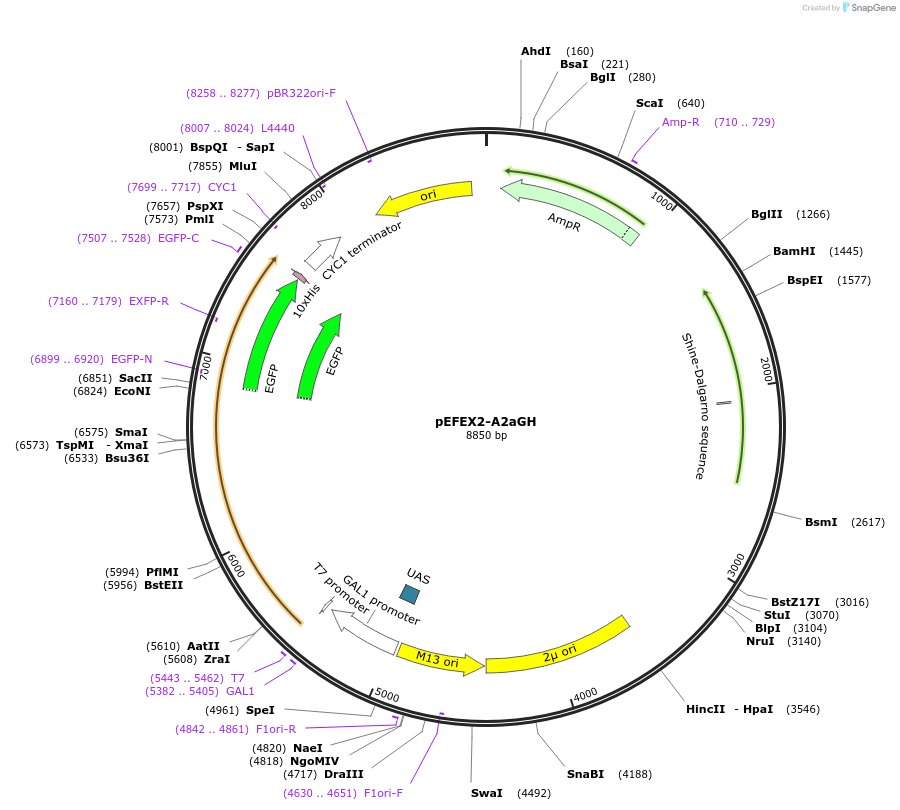 160544-plasmid-map-sequence-id-317794