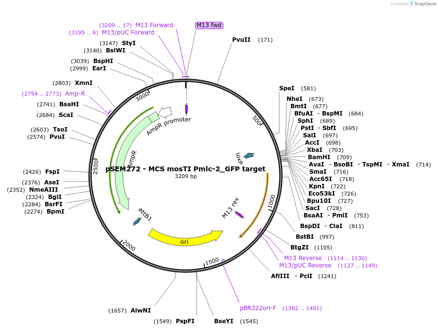 159834-plasmid-map-sequence-id-317803