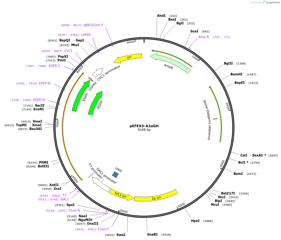 160545-plasmid-map-sequence-id-317846