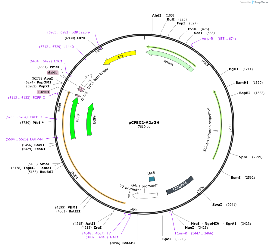 160547-plasmid-map-sequence-id-317847