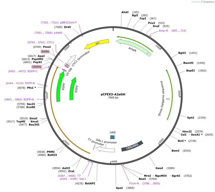 160548-plasmid-map-sequence-id-317848