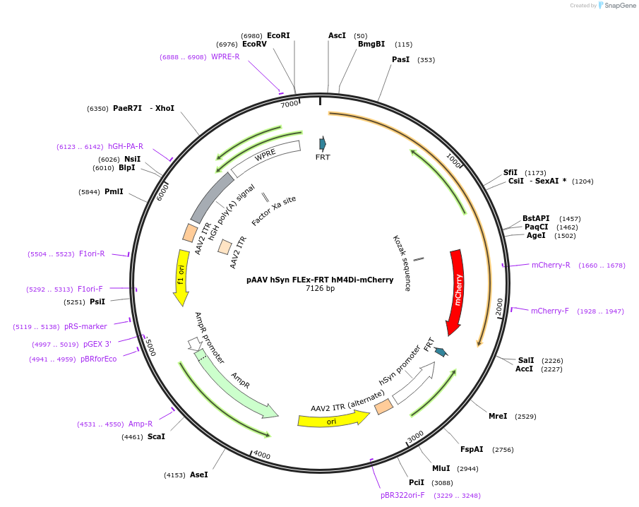 161576-plasmid-map-sequence-id-317852