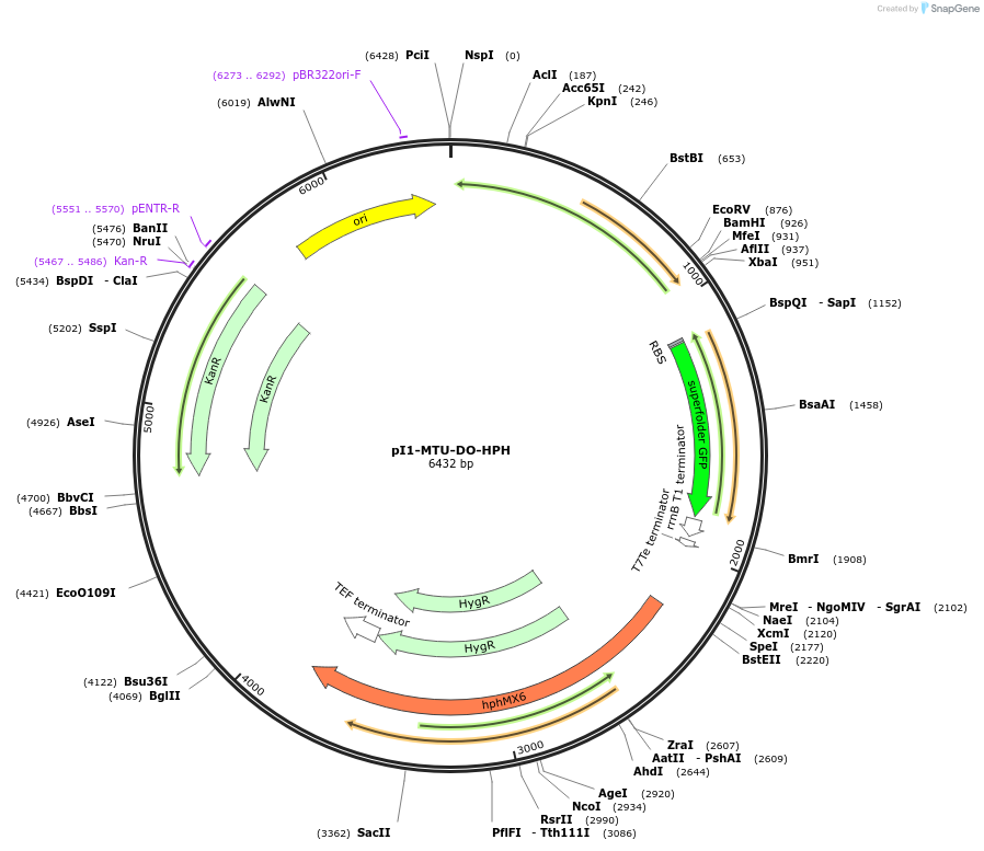 160014-plasmid-map-sequence-id-317859