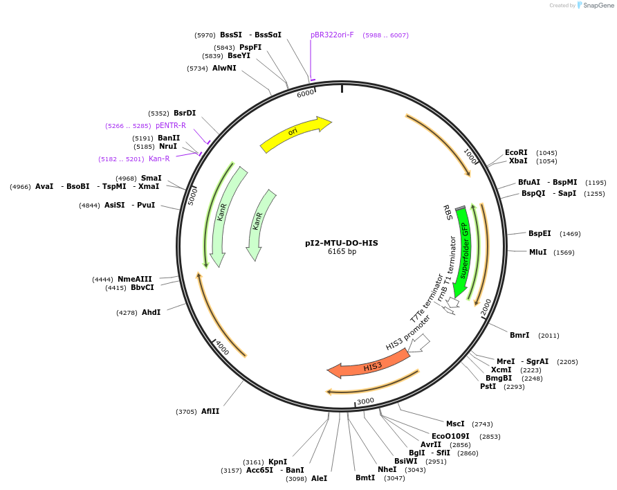 160016-plasmid-map-sequence-id-317860
