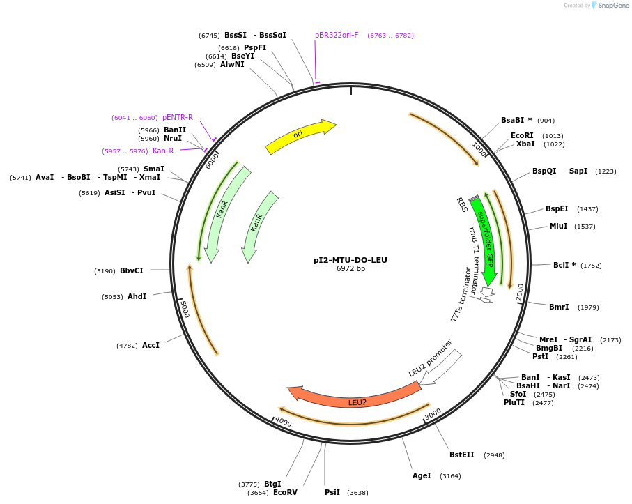 160017-plasmid-map-sequence-id-317861