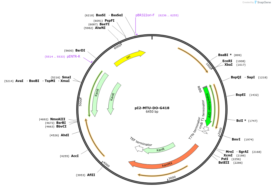 160018-plasmid-map-sequence-id-317862
