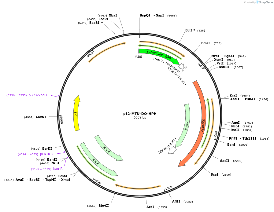 160019-plasmid-map-sequence-id-317863