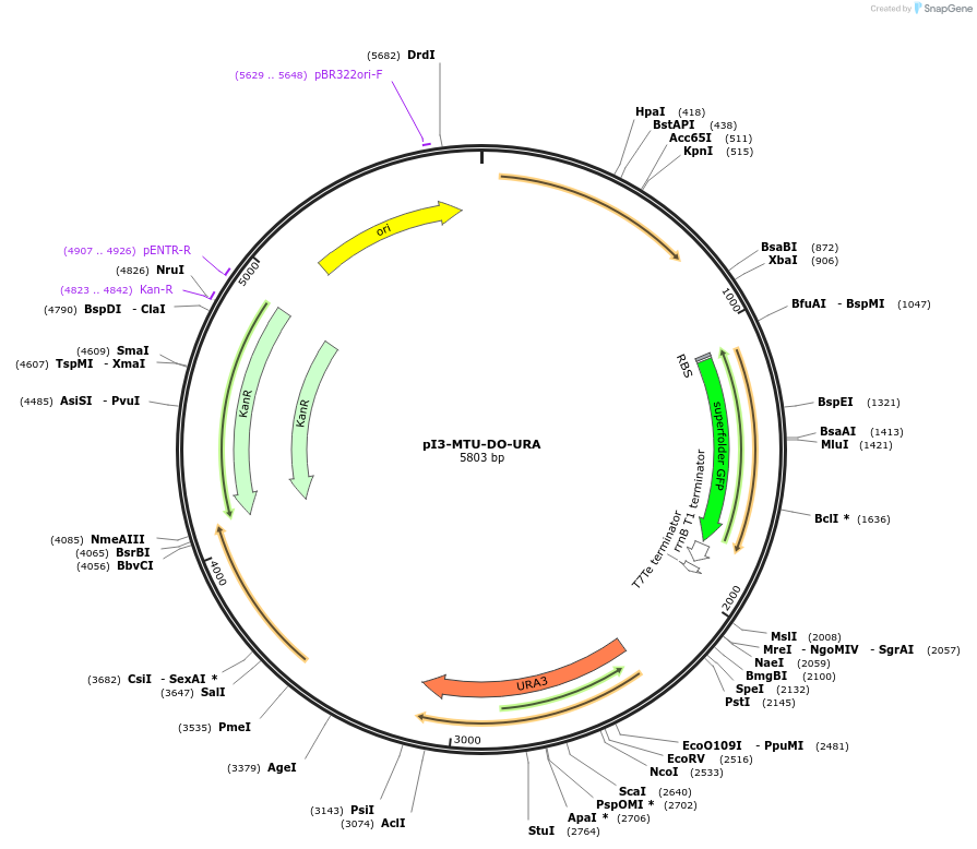 160020-plasmid-map-sequence-id-317865