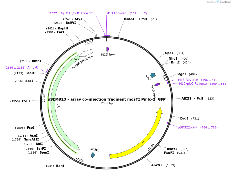 159836-plasmid-map-sequence-id-317867