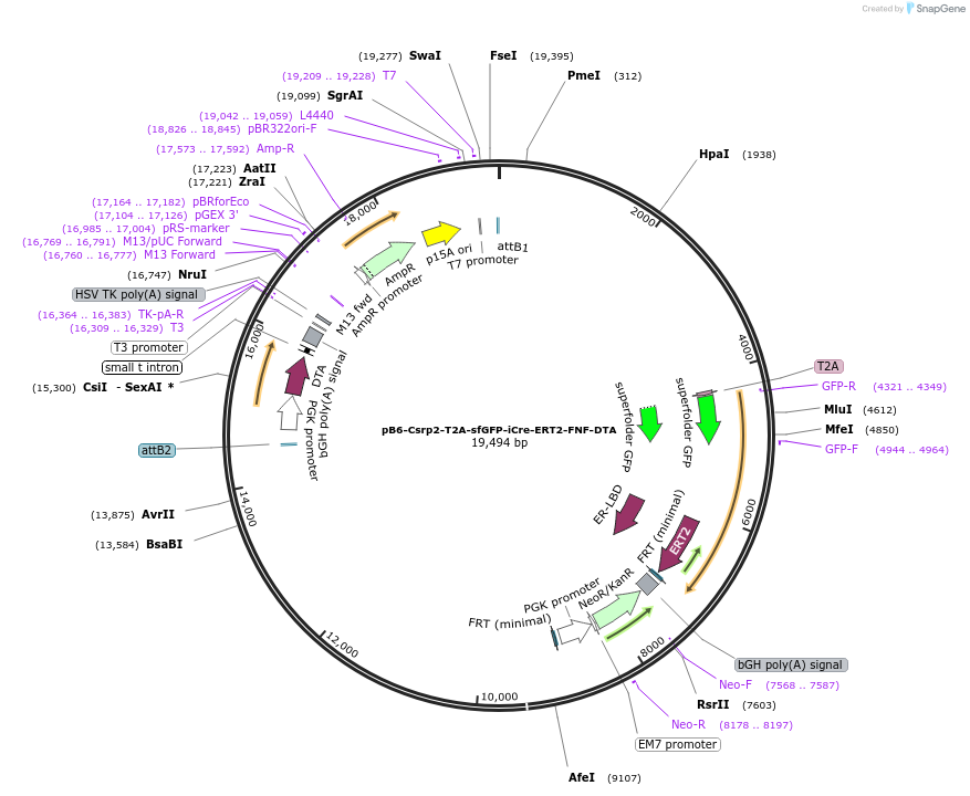 140270-plasmid-map-sequence-id-317909