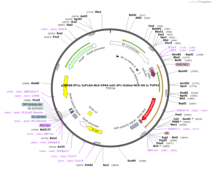 161564-plasmid-map-sequence-id-317920