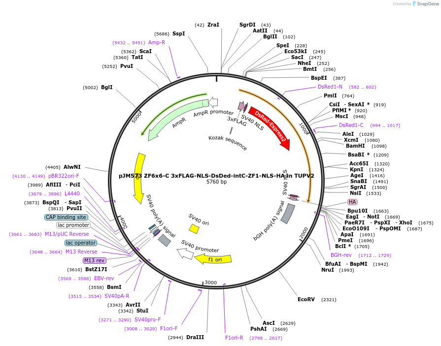 161560-plasmid-map-sequence-id-317922