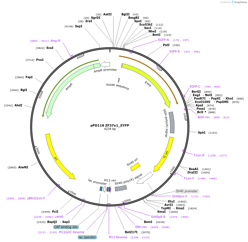 138717-plasmid-map-sequence-id-317925