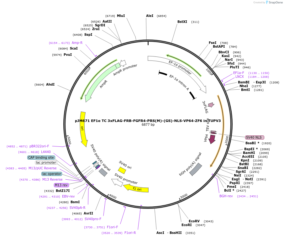 161573-plasmid-map-sequence-id-317930
