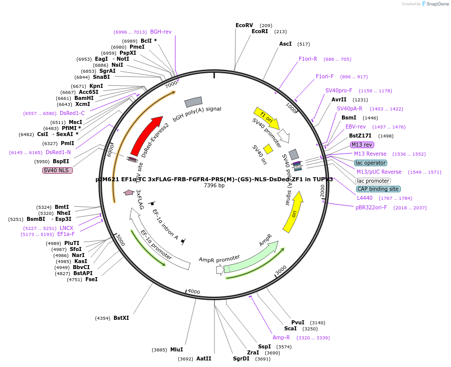161572-plasmid-map-sequence-id-317932