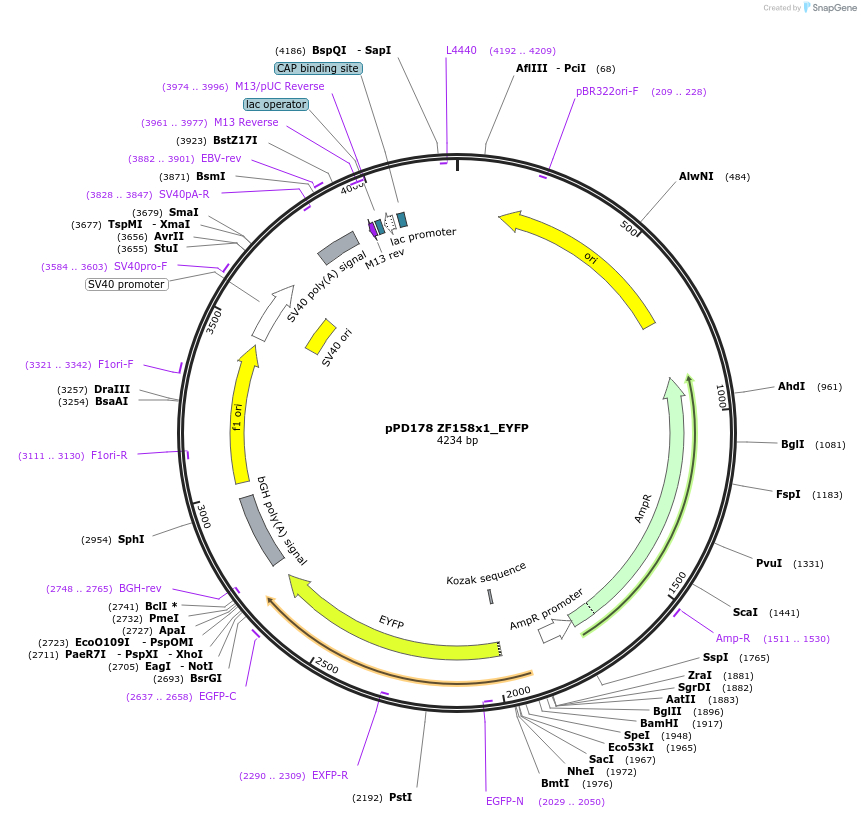 138720-plasmid-map-sequence-id-317947