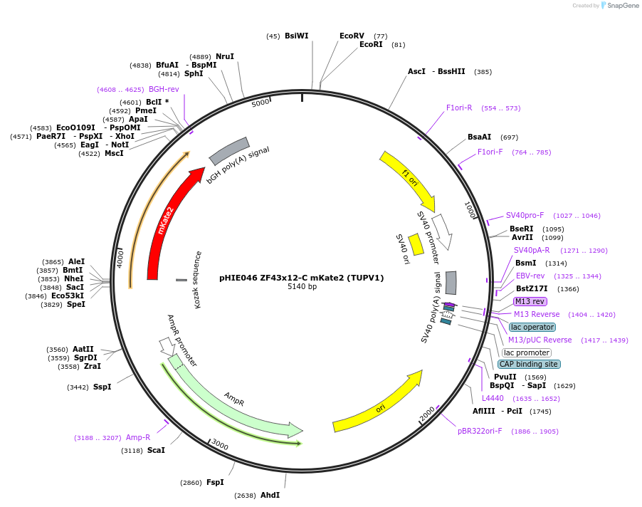 138726-plasmid-map-sequence-id-317949