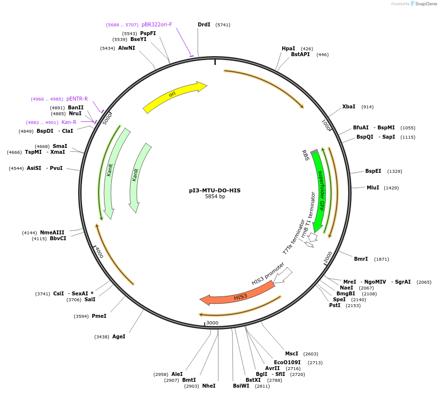 160021-plasmid-map-sequence-id-317962