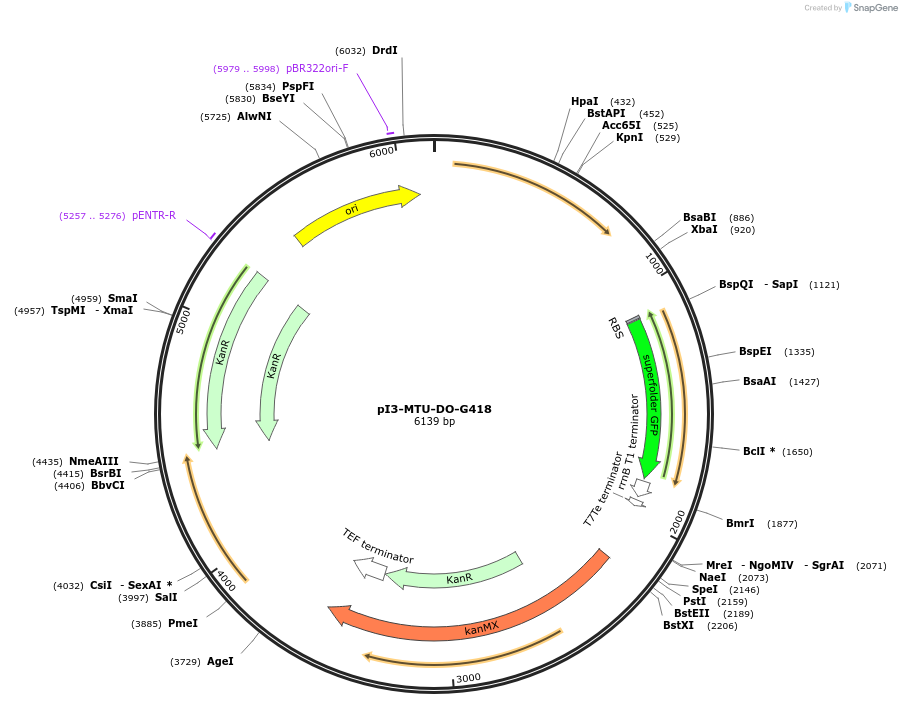 160023-plasmid-map-sequence-id-317964