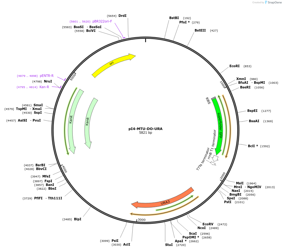 160025-plasmid-map-sequence-id-317966