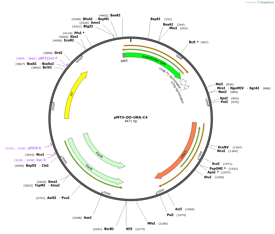 160339-plasmid-map-sequence-id-317968