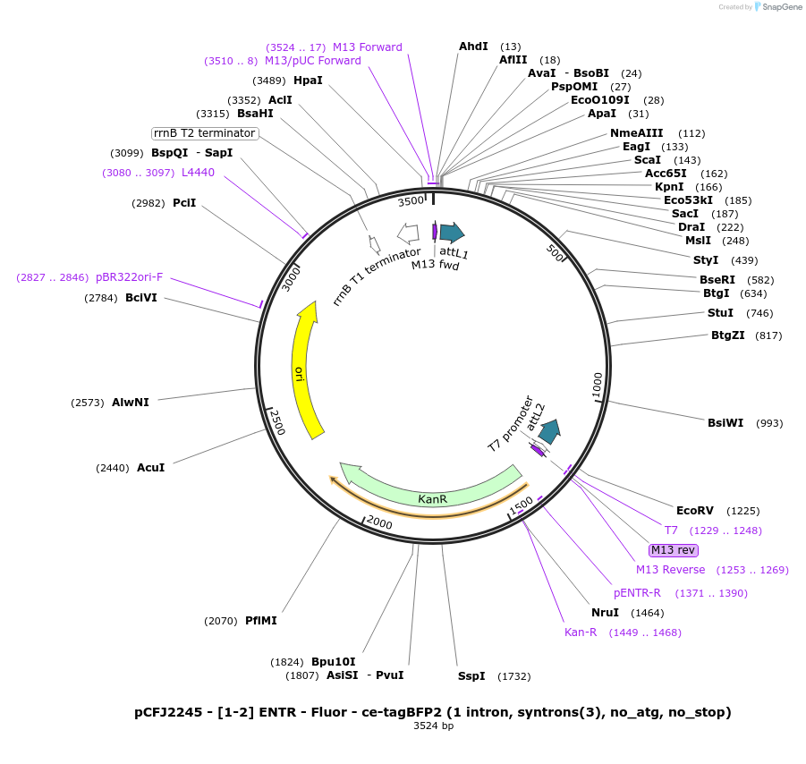 159843-plasmid-map-sequence-id-317994