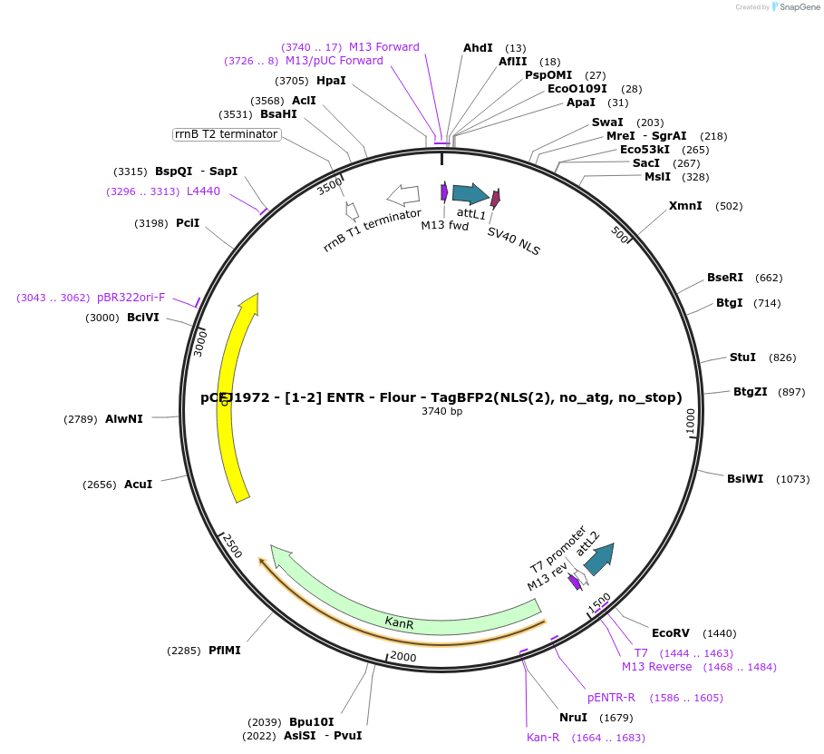 159844-plasmid-map-sequence-id-317995