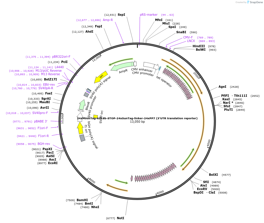 128605-plasmid-map-sequence-id-318004