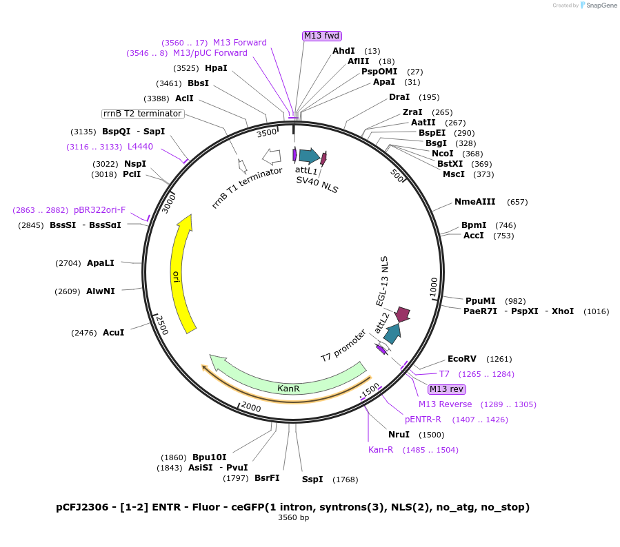 159848-plasmid-map-sequence-id-318006