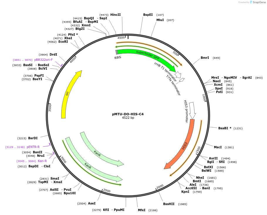 160340-plasmid-map-sequence-id-318010