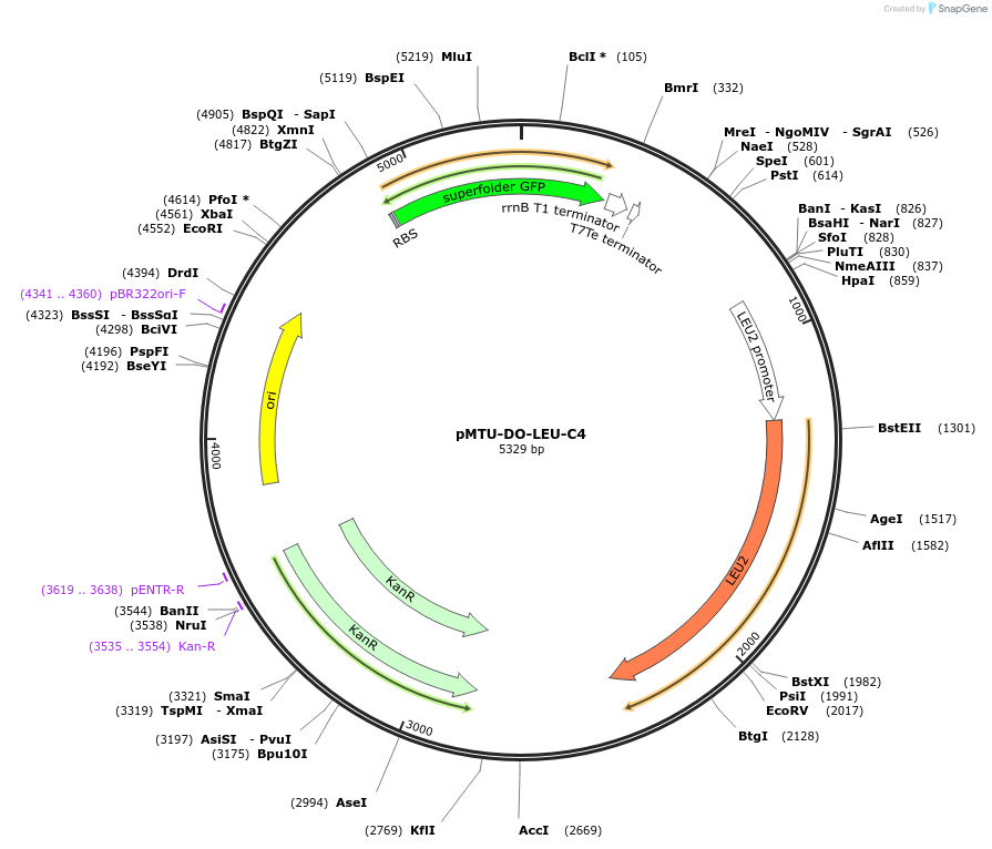 160341-plasmid-map-sequence-id-318011